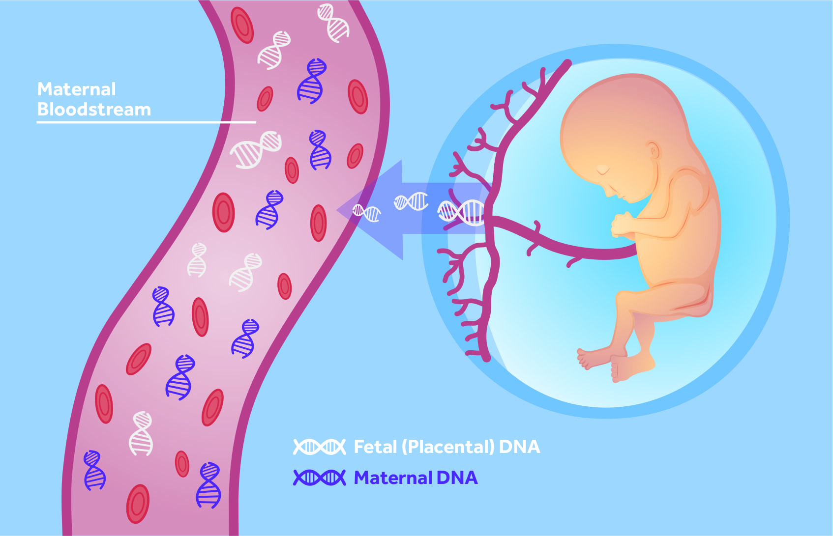 Fetal placental DNA Image