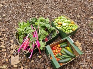 Fruit and vegetables are currently grown in the space
